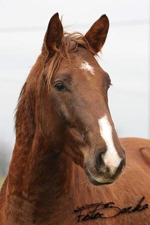 staj_ufonek33944.jpg