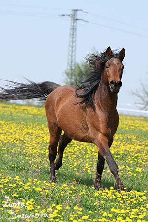 staj_ufonek33949.jpg