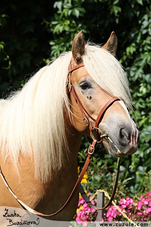 staj_ufonek35149.jpg